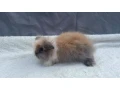zakrsly-kralik-zajacik-barancek-minilop-levik-teddy-small-3