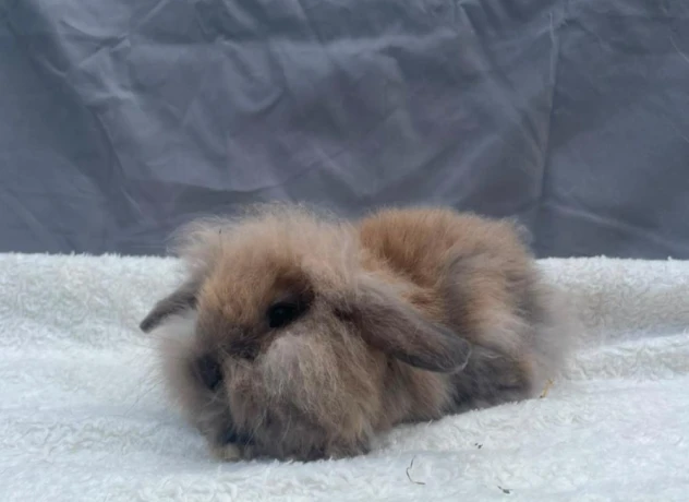 zakrsly-kralik-zajacik-barancek-minilop-levik-teddy-big-2