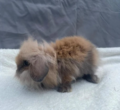 zakrsly-kralik-zajacik-barancek-minilop-levik-teddy-big-1