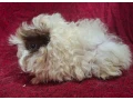 morcata-rozne-plemena-small-0