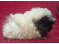 morcata-rozne-plemena-small-1