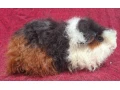 morcata-rozne-plemena-small-3