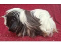 morcata-rozne-plemena-small-4