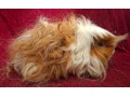 morcata-rozne-plemena-small-2
