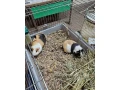 predam-morcata-small-0