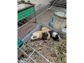 predam-morcata-small-1