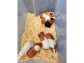 morske-prasiatka-morcatamorca-small-4
