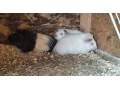 morske-prasiatka-small-2