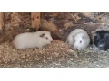 morske-prasiatka-small-3