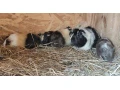 morske-prasiatka-small-4