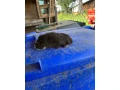predam-morske-prasiatko-morske-prasiatka-morca-morcata-small-3