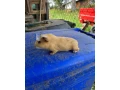 predam-morske-prasiatko-morske-prasiatka-morca-morcata-small-1