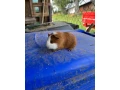 predam-morske-prasiatko-morske-prasiatka-morca-morcata-small-0