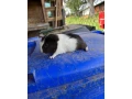 predam-morske-prasiatko-morske-prasiatka-morca-morcata-small-2
