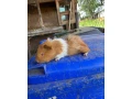 predam-morske-prasiatko-morske-prasiatka-morca-morcata-small-4