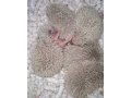 jezko-bielobruchy-mladatka-small-0