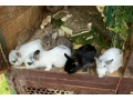 zakrsly-kralik-small-3