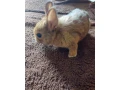 zakrsly-zdrobneny-kralik-small-1
