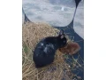 zakrsly-zdrobneny-kralik-small-2