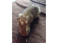 zakrsly-zdrobneny-kralik-small-0