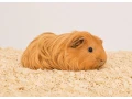 morcata-dlhosrste-samicky-small-4