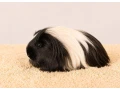 morcata-dlhosrste-samicky-small-2