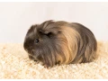 morcata-dlhosrste-samicky-small-0