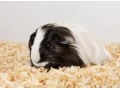 morciatka-dlhosrste-small-0
