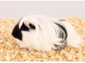 morciatka-dlhosrste-small-1