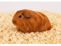 morciatka-dlhosrste-small-3