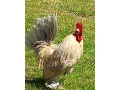 liliputka-milflerka-small-0