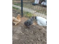 hodvabnicky-zdrobnele-3ks-small-2