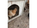 hodvabnicky-zdrobnele-3ks-small-1
