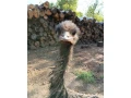 emu-hnedy-small-0