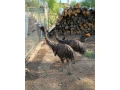 emu-hnedy-small-1