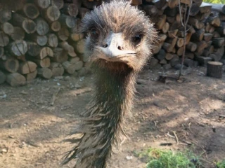 emu-hnedy