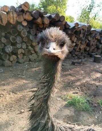 emu-hnedy-big-0