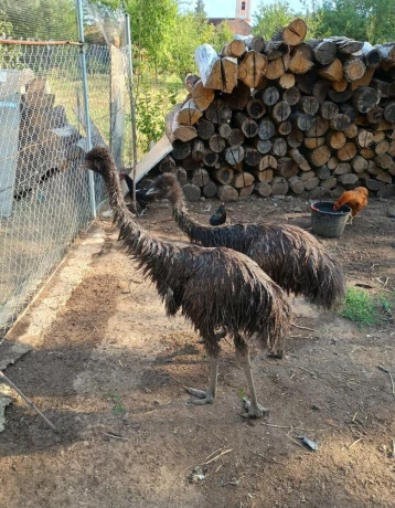 emu-hnedy-big-1
