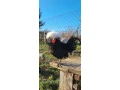 holandanka-zdrobnena-small-0