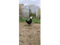 holandanka-zdrobnena-small-4
