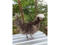 holandanka-zdrobnena-small-2