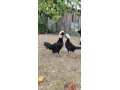 holandanka-zdrobnena-small-3