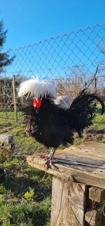 holandanka-zdrobnena-big-0