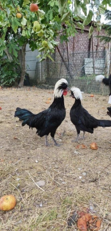 holandanka-zdrobnena-big-3