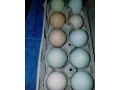 mladky-greenshell-a-blueshell-small-2