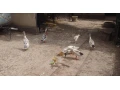 indicky-bezec-small-2