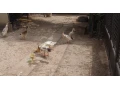 indicky-bezec-small-0