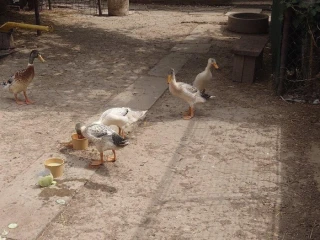 indicky-bezec