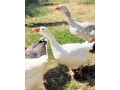 gunar-s-husou-small-2