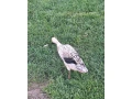 kaciatka-indicky-bezec-strieborny-small-2